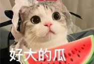 娱乐吃瓜名字大全女生,趣味横生的网名盛宴